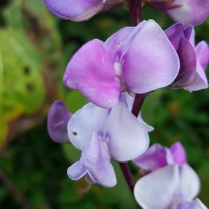 Meet your Posher, Janet